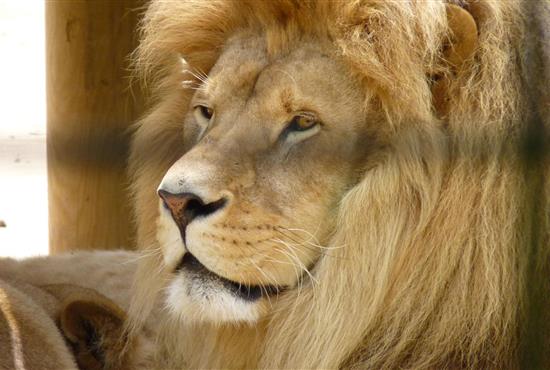 Lion du zoo de La palmyre - Camping de Bernezac